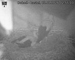 Capi_Dubne_20260803_025503.jpg