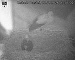 Capi_Dubne_20260803_030502.jpg