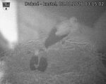 Capi_Dubne_20260803_031502.jpg