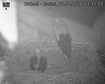 Capi_Dubne_20260803_033002.jpg