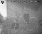 Capi_Dubne_20260803_034503.jpg