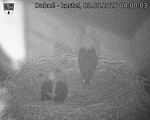 Capi_Dubne_20260803_040003.jpg