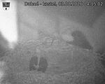 Capi_Dubne_20260803_041502.jpg