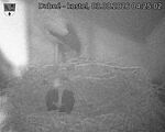 Capi_Dubne_20260803_042502.jpg