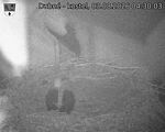 Capi_Dubne_20260803_043003.jpg
