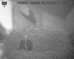Capi_Dubne_20260803_043502.jpg