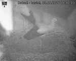 Capi_Dubne_20260803_044003.jpg