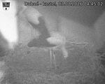 Capi_Dubne_20260803_044502.jpg