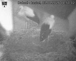 Capi_Dubne_20260803_045002.jpg