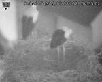 Capi_Dubne_20260803_045502.jpg