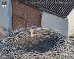 Capi_Dubne_20260803_064504.jpg