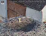 Capi_Dubne_20260803_065004.jpg