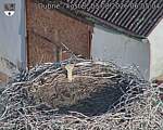 Capi_Dubne_20260803_065504.jpg