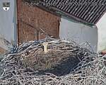Capi_Dubne_20260803_070004.jpg