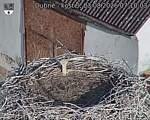 Capi_Dubne_20260803_071004.jpg