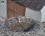 Capi_Dubne_20260803_072504.jpg