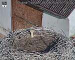 Capi_Dubne_20260803_073504.jpg
