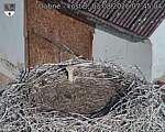 Capi_Dubne_20260803_074504.jpg