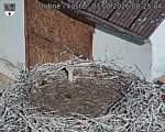 Capi_Dubne_20260803_082504.jpg