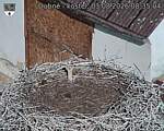Capi_Dubne_20260803_083504.jpg