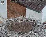 Capi_Dubne_20260803_084003.jpg