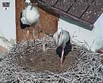Capi_Dubne_20260803_094004.jpg