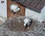 Capi_Dubne_20260803_095004.jpg