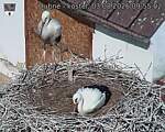 Capi_Dubne_20260803_095502.jpg