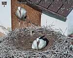 Capi_Dubne_20260803_100002.jpg