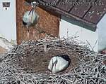 Capi_Dubne_20260803_100504.jpg