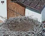 Capi_Dubne_20260803_105004.jpg
