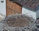 Capi_Dubne_20260803_112504.jpg