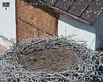Capi_Dubne_20260803_120504.jpg