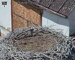 Capi_Dubne_20260803_133004.jpg