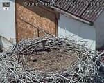 Capi_Dubne_20260803_141503.jpg