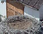 Capi_Dubne_20260803_144003.jpg