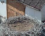 Capi_Dubne_20260803_145504.jpg