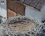 Capi_Dubne_20260803_153002.jpg