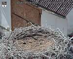 Capi_Dubne_20260803_160002.jpg