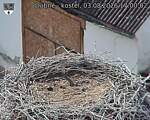 Capi_Dubne_20260803_170002.jpg