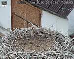 Capi_Dubne_20260803_172003.jpg