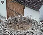 Capi_Dubne_20260803_175003.jpg