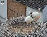 Capi_Dubne_20260803_185003.jpg
