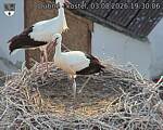 Capi_Dubne_20260803_193006.jpg