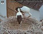Capi_Dubne_20260803_200504.jpg