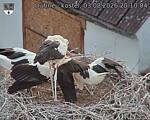Capi_Dubne_20260803_201004.jpg