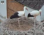 Capi_Dubne_20260803_201502.jpg