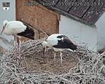 Capi_Dubne_20260803_202003.jpg
