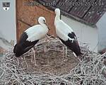 Capi_Dubne_20260803_202504.jpg