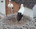Capi_Dubne_20260803_204004.jpg
